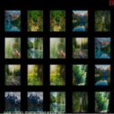 memorize nature 5 memorize nature